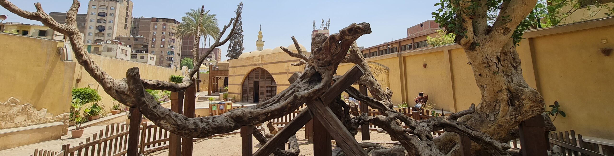 Virgin Mary Tree Il Cairo_cr Virgin Mary Tree Il Cairo_cr