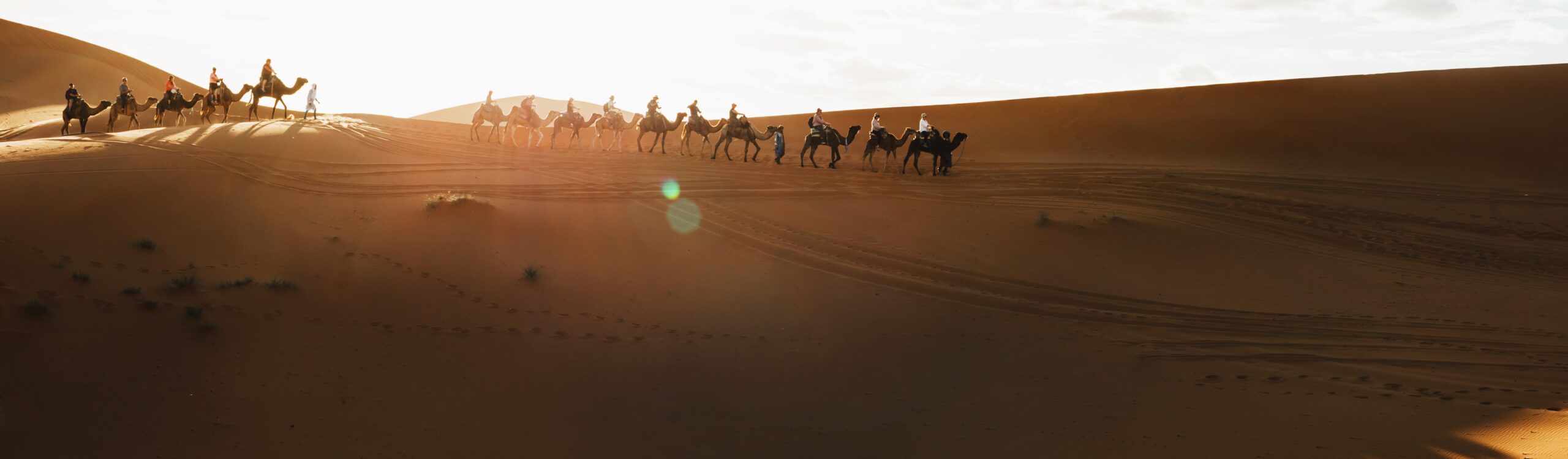 Camel caravan group in desert sand dunes at sunset light with be Camel caravan group in desert dunes at sunset light